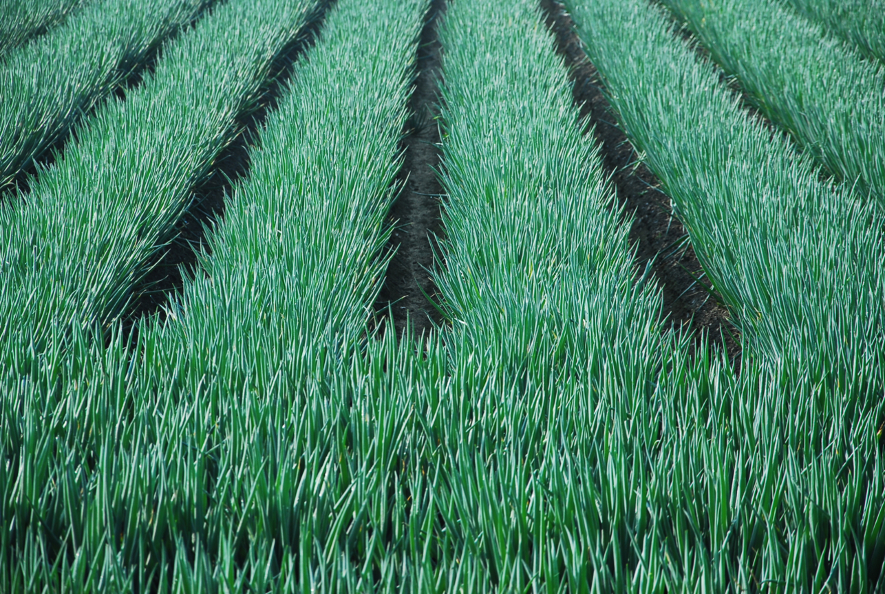 彰化縣大城鄉--蔥田