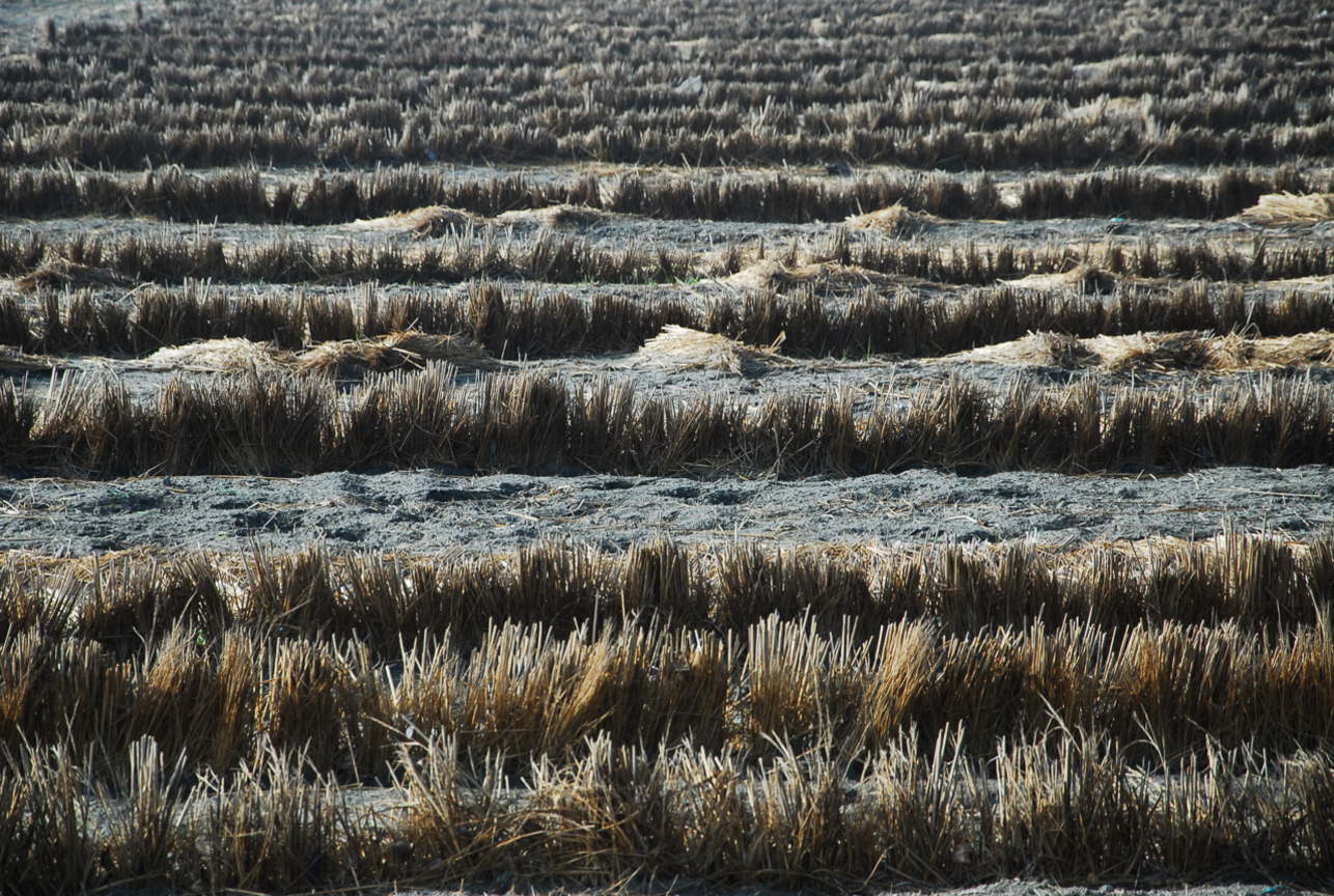 彰化縣 大城鄉 濁水溪附近的農田
