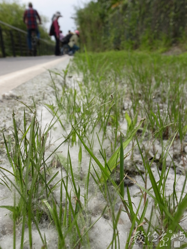 新北市永和區─三月雪