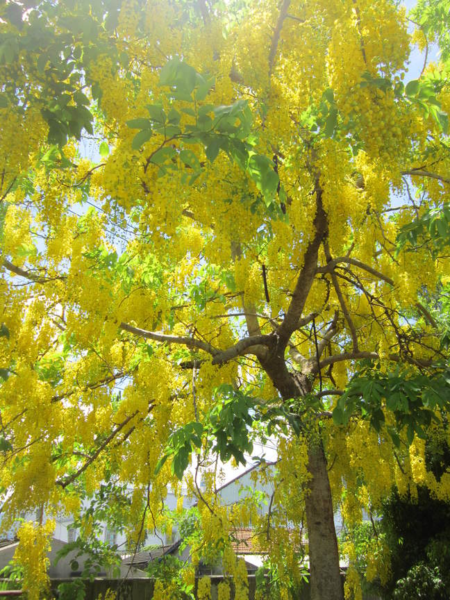 屏東縣新埤鄉-遇見黃金雨