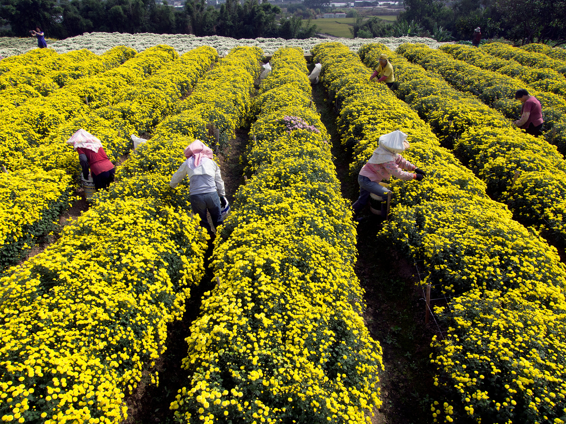 苗栗縣_銅鑼鄉九華村杭菊