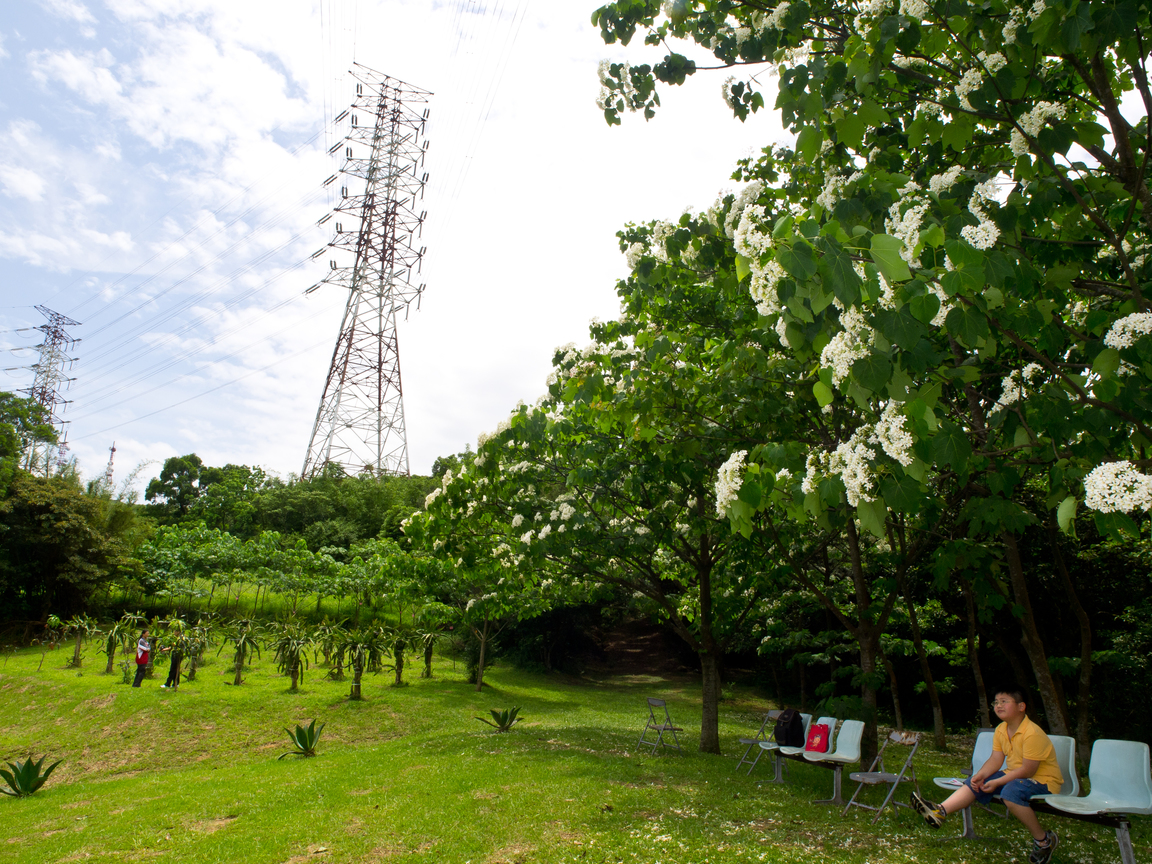 桃園縣龍潭鄉甘家堡賞桐