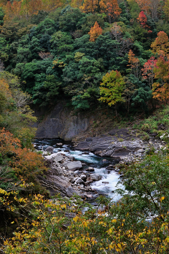 新竹縣尖石鄉 - 秀巒楓紅