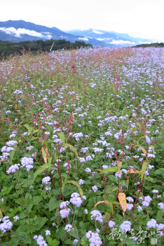 花蓮縣富里鄉─台灣北海道