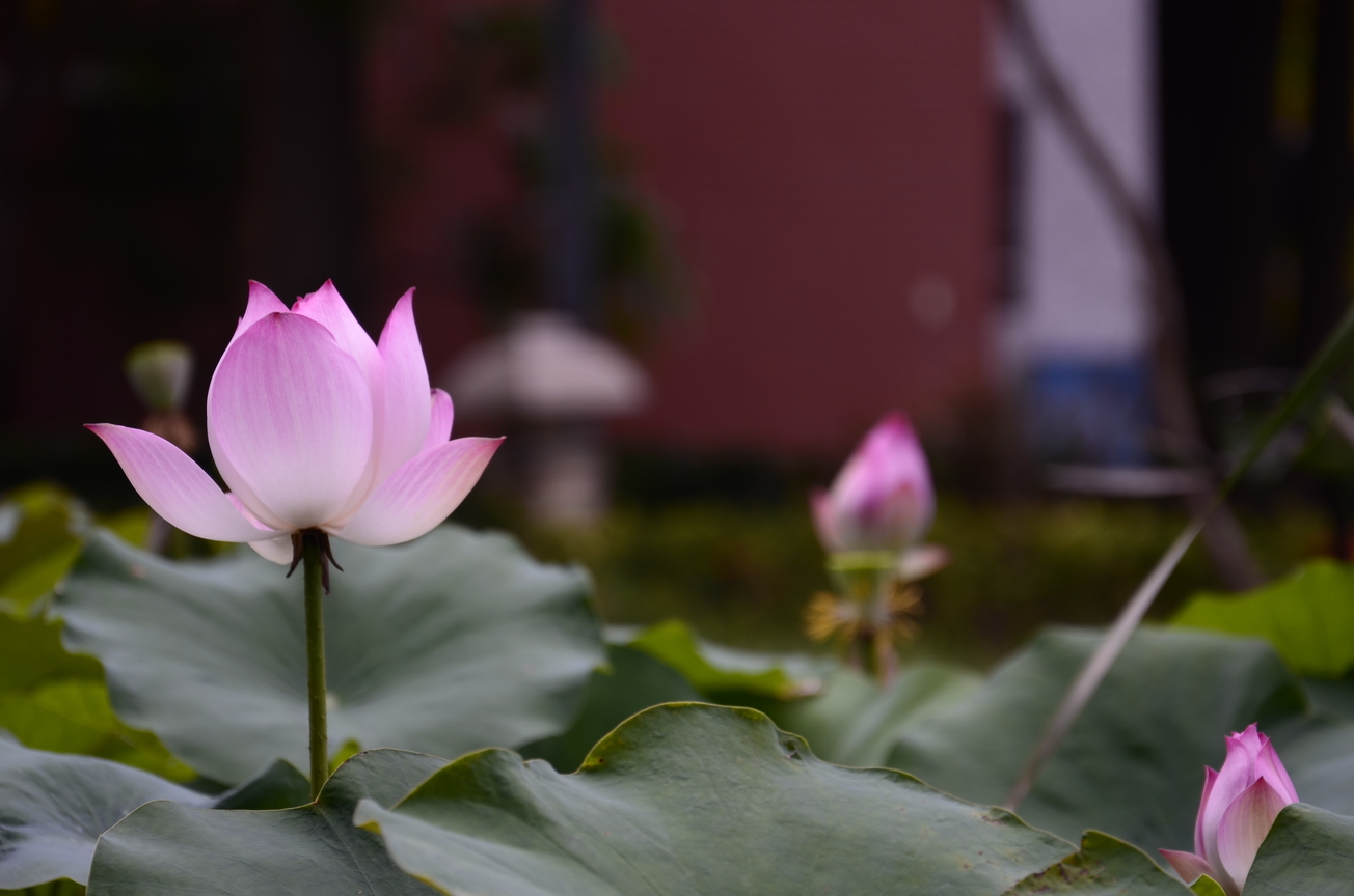 台南市南區－藝術轉角荷花池