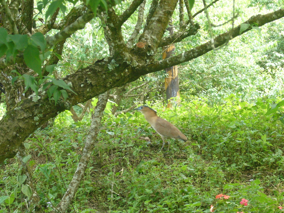 台南市楠西區-梅嶺