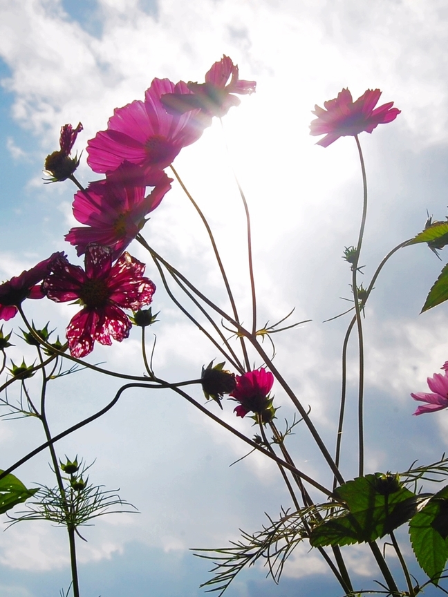 花蓮縣鳳林鎮—休息●波斯菊