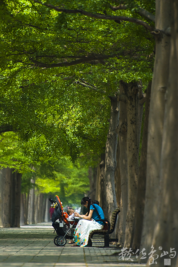 小葉欖仁步道