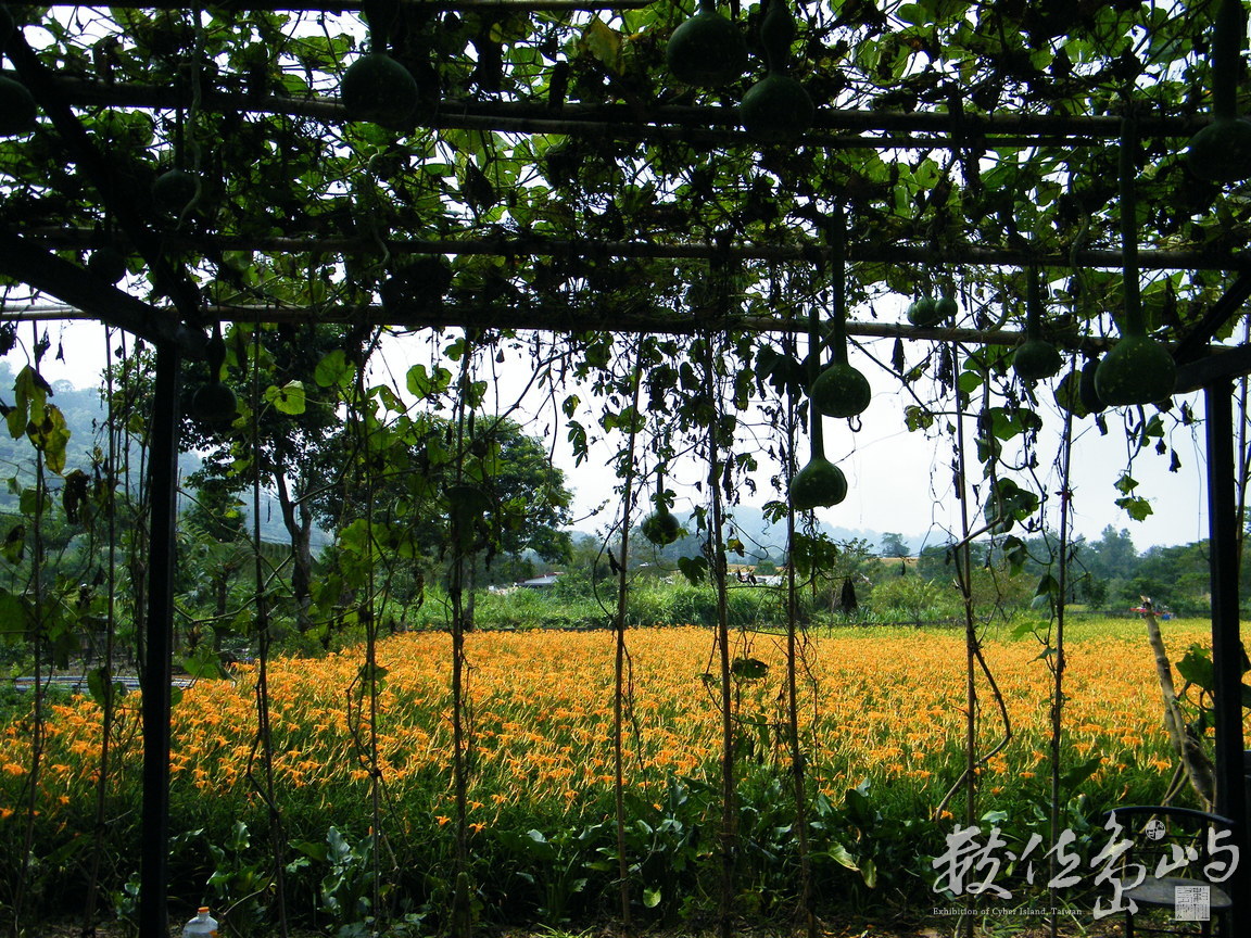 花蓮縣富里鄉--金針花海