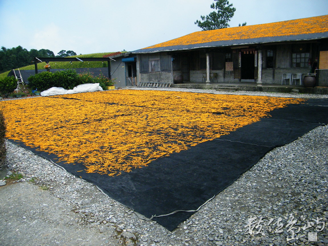 花蓮縣富里鄉--金針花絨毯