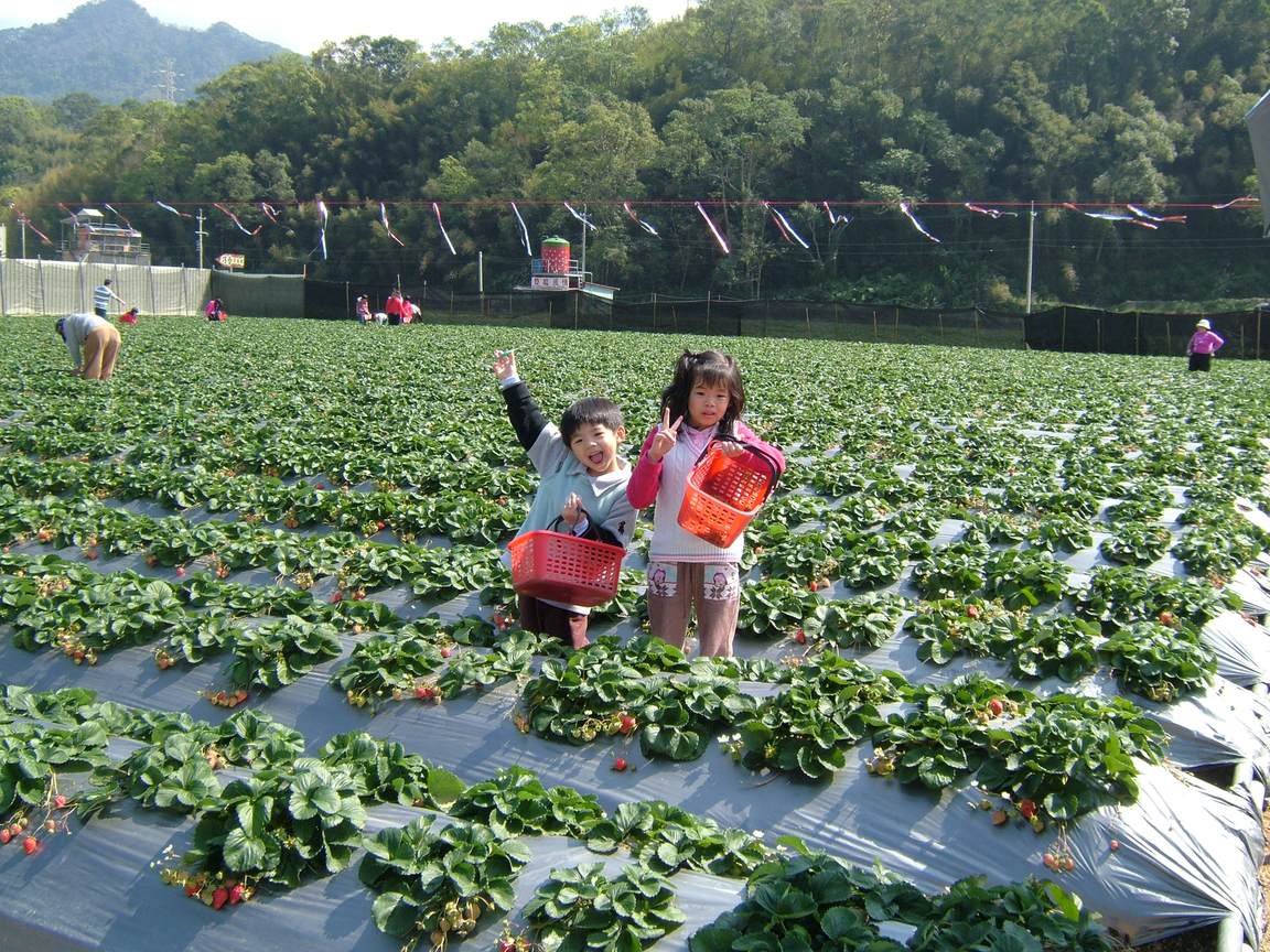 苗栗縣大湖鄉-草莓-2008.2.17