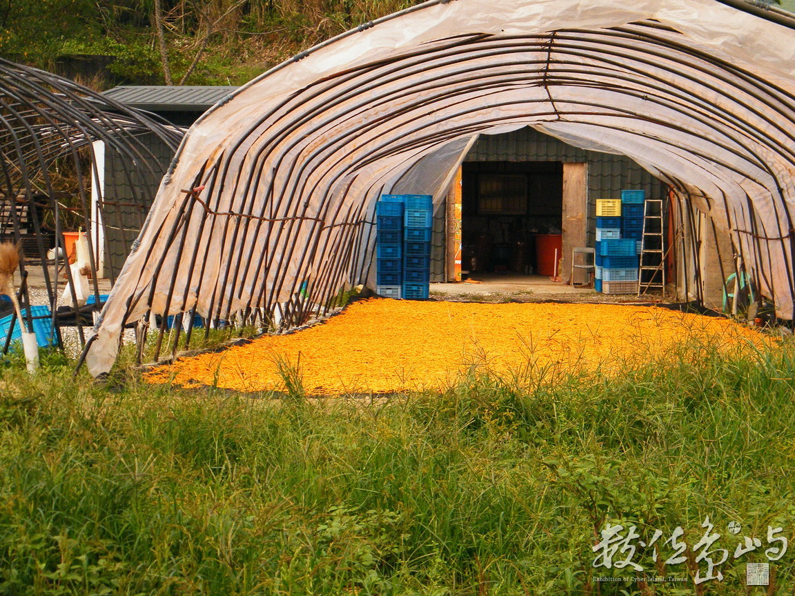 花蓮縣富里鄉--金針花毯