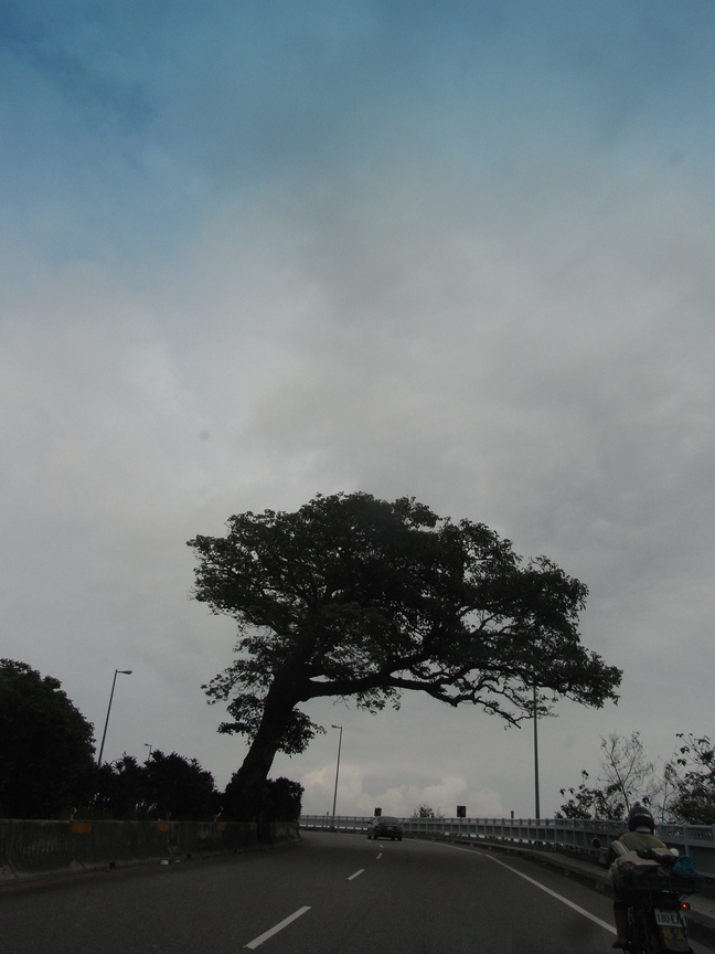 台九線上的招呼樹