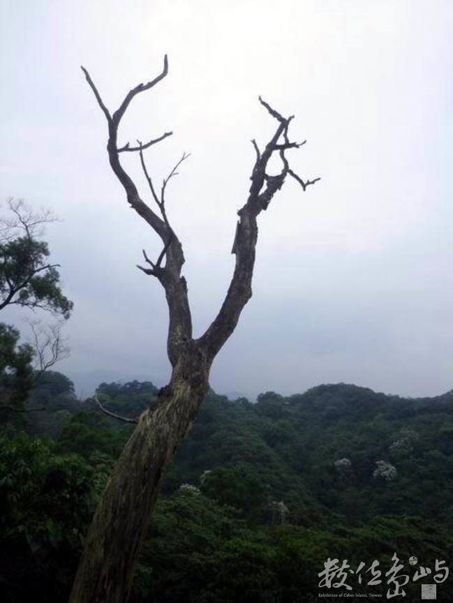 20120428土城．郊山．桐花季63