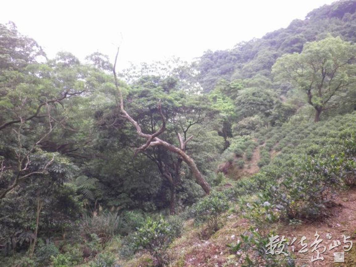 20120428土城．郊山．桐花季51