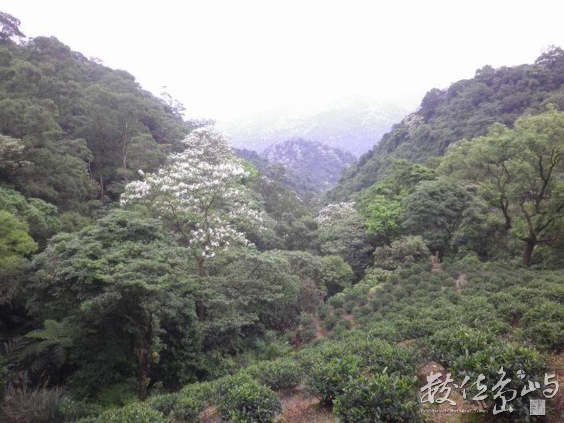 20120428土城．郊山．桐花季52