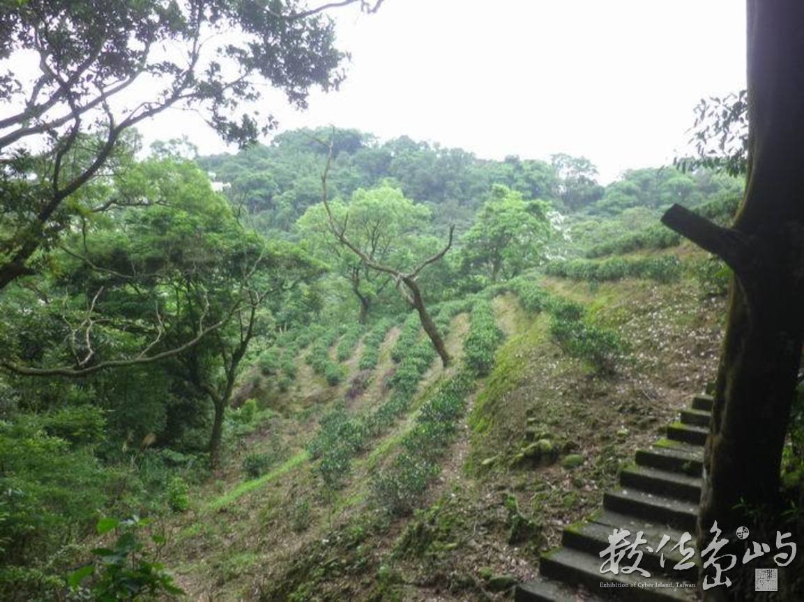 20120428土城．郊山．桐花季49