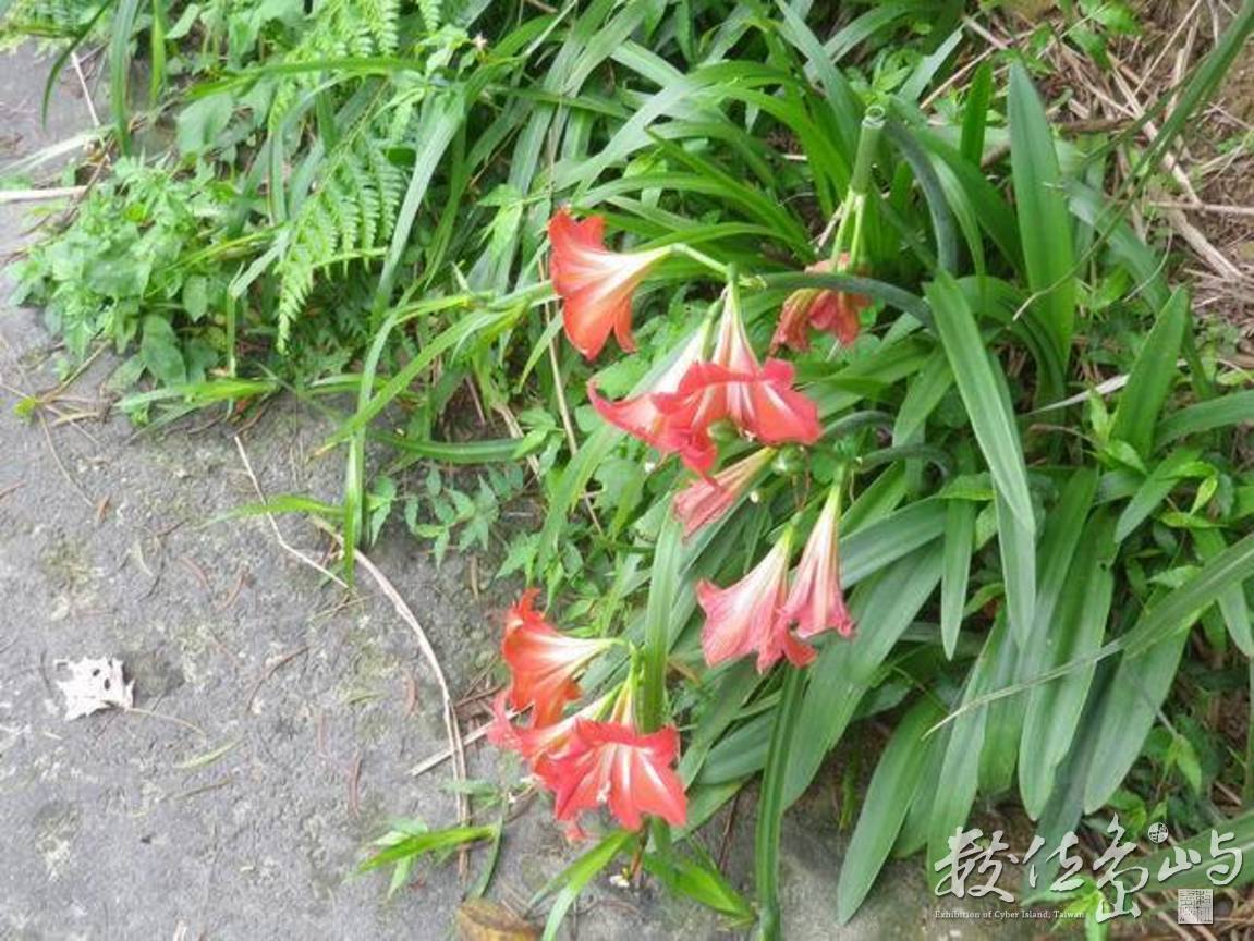 20120428土城．郊山．桐花季31