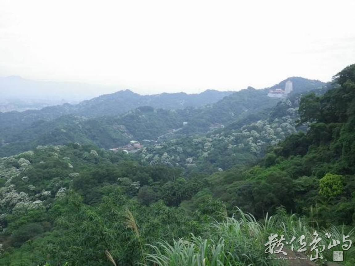 20120428土城．郊山．桐花季38