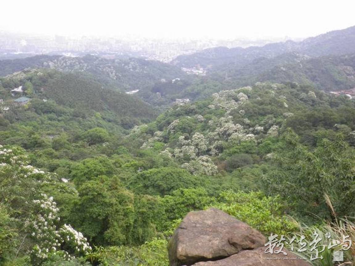20120428土城．郊山．桐花季37