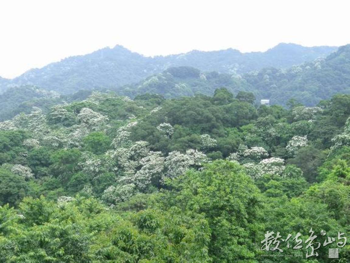 20120428土城．郊山．桐花季22
