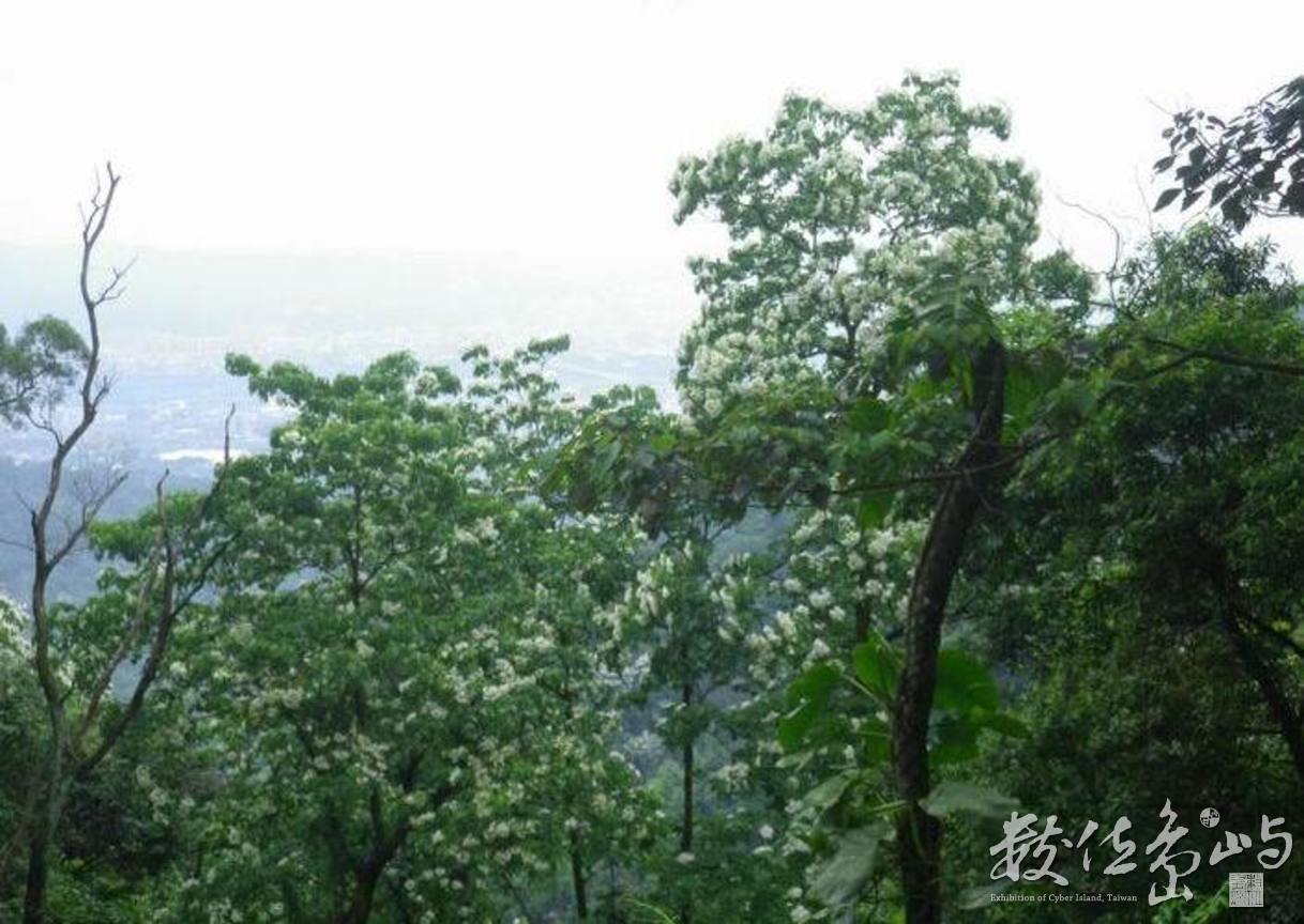20120428土城．郊山．桐花季45