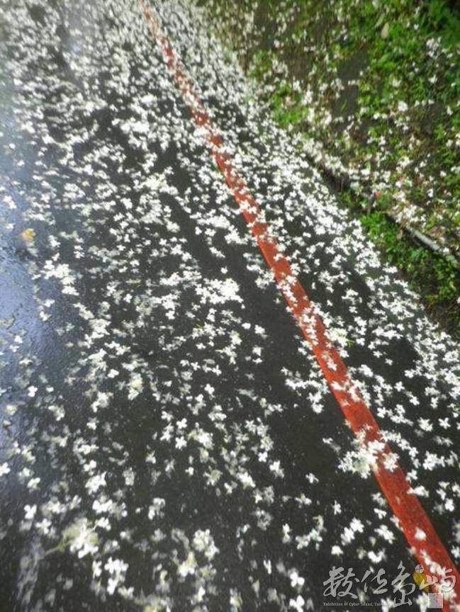 20120428土城．郊山．桐花季09