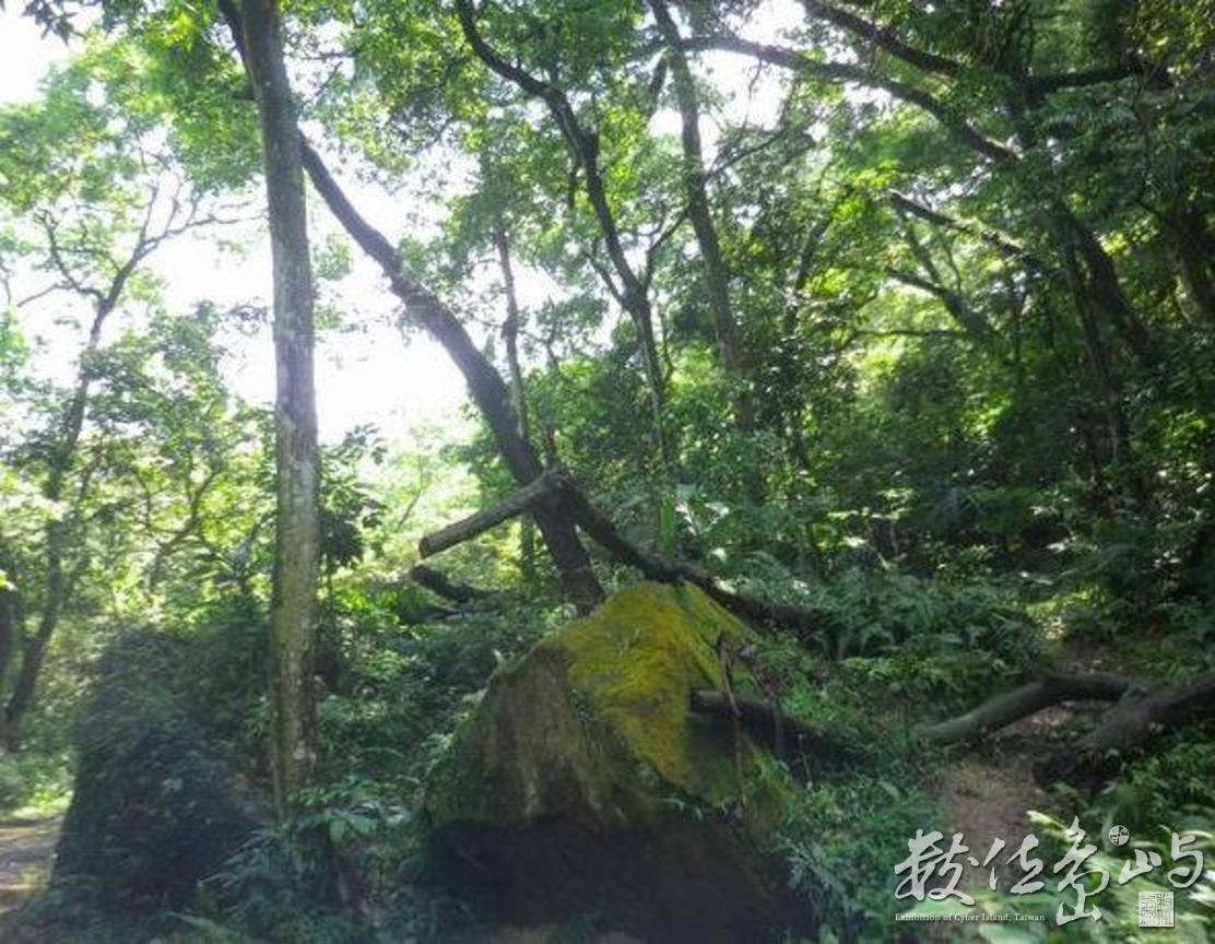 20120428土城．郊山．桐花季11