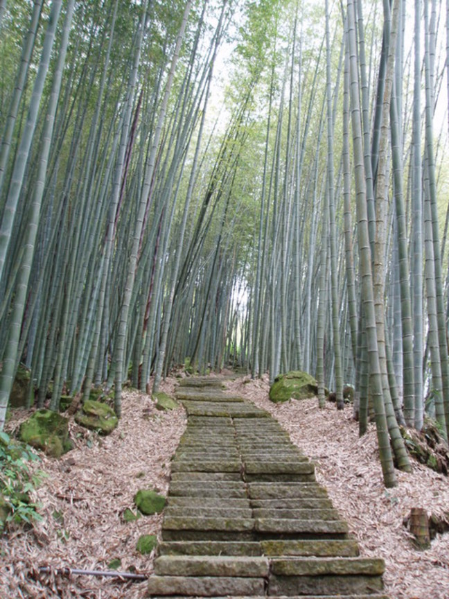 嘉義縣瑞里風景區-綠色隧道