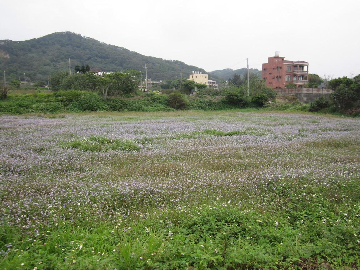苗栗縣通霄鎮-鄉間小路花田