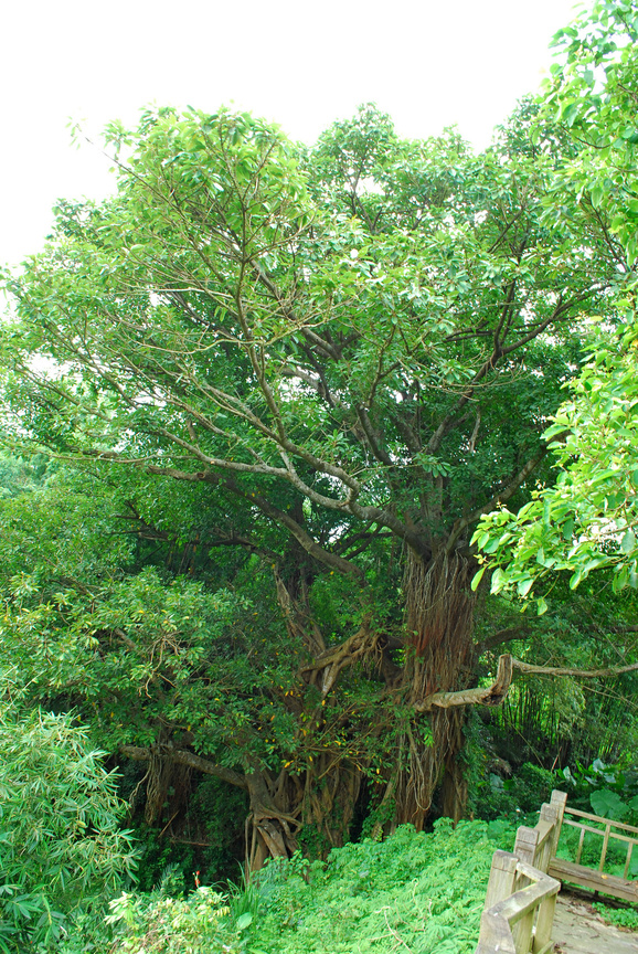 高雄市旗山區－百年古榕