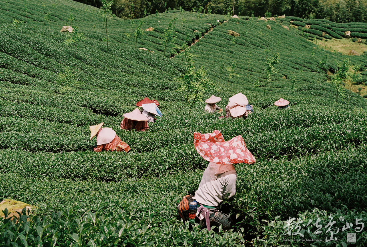 南投縣鹿谷鄉--採春茶