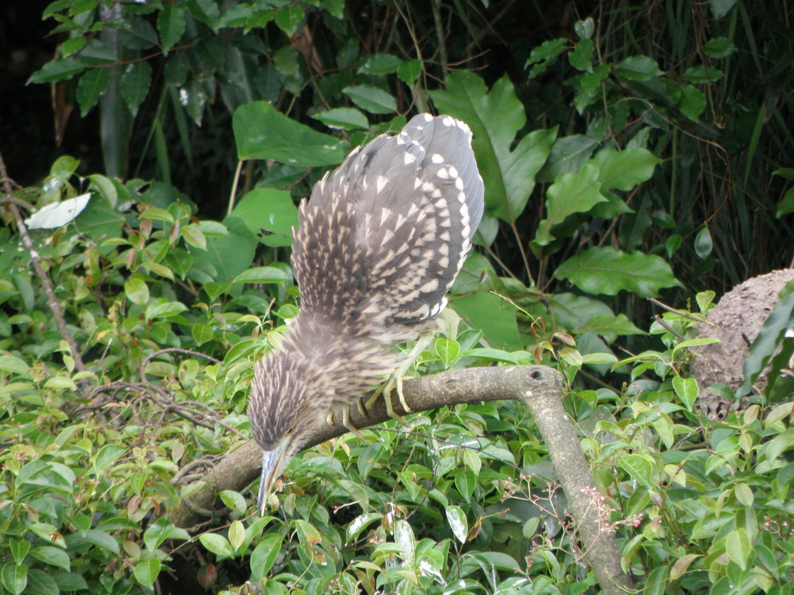 新北市坪林區-亞成鳥夜鷺