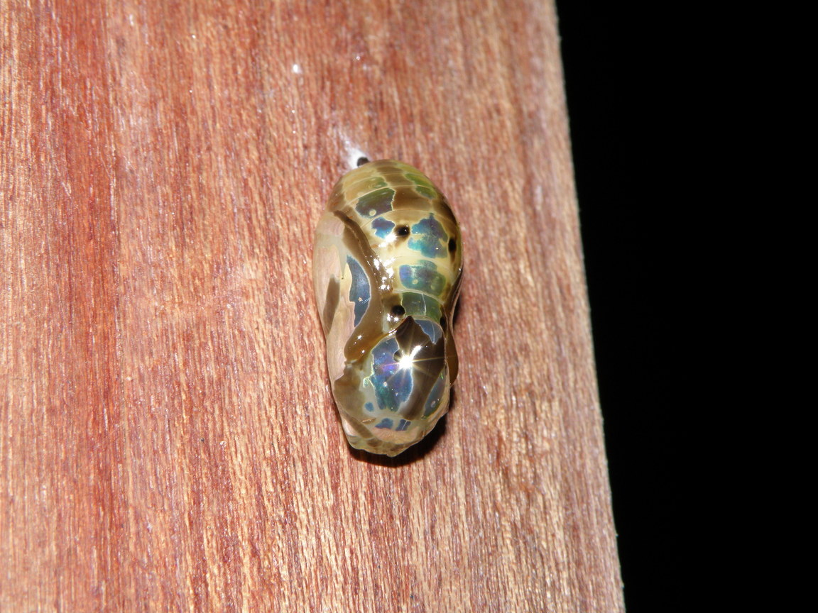 新北市坪林區-端紫斑蝶的蛹