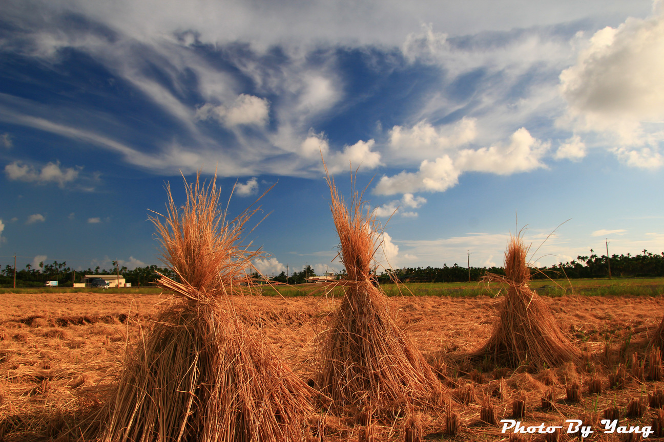 屏東縣東港鎮-稻田