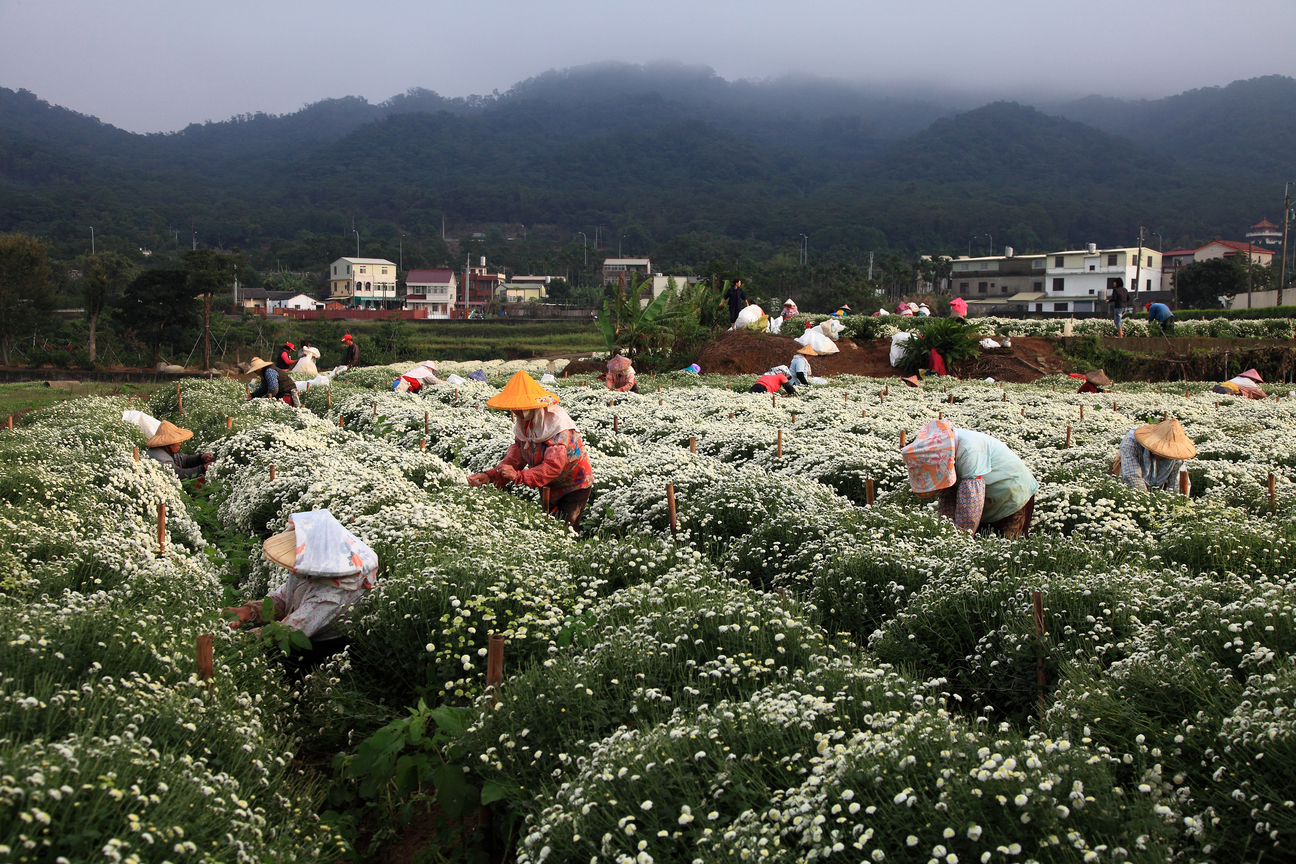 銅鑼採菊