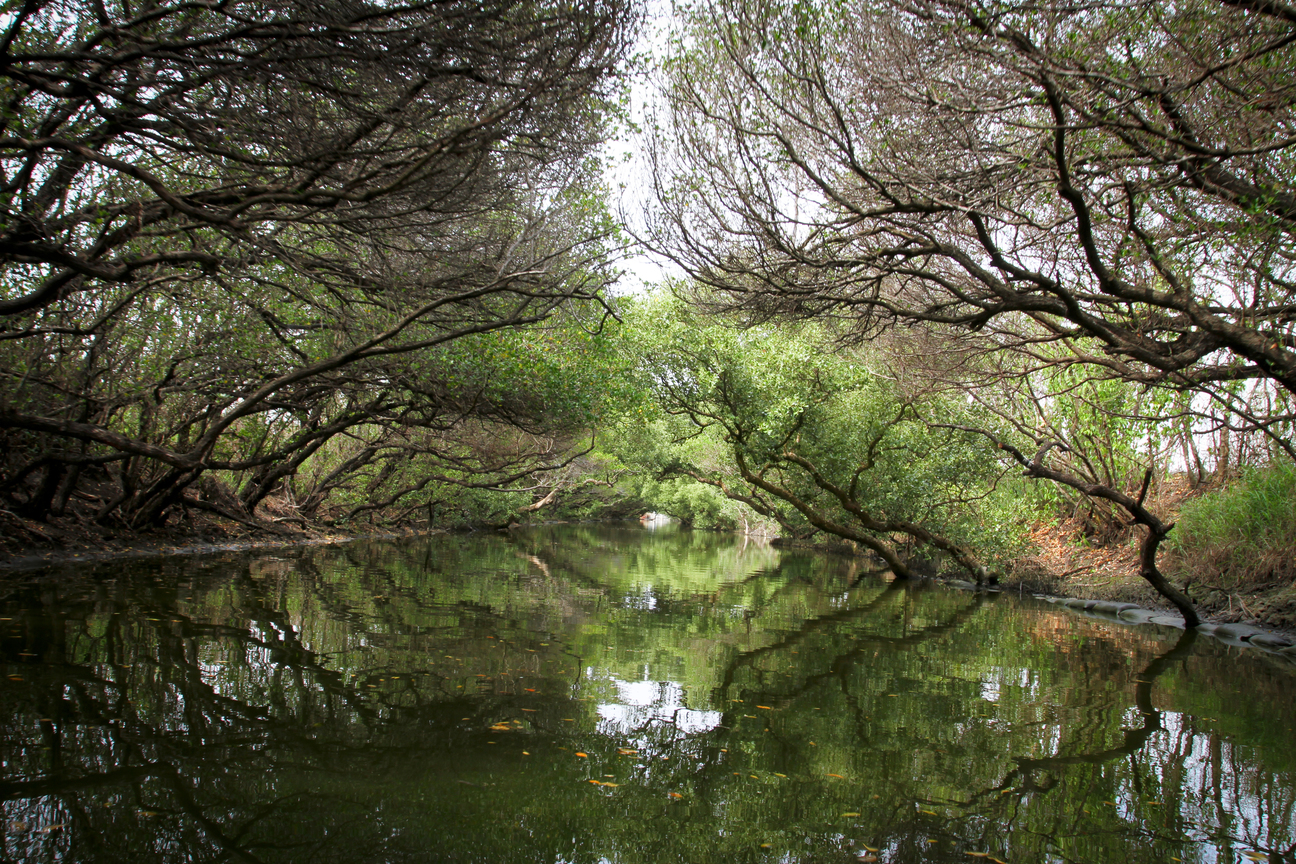 台南市安平區-四草紅樹林綠色隧道