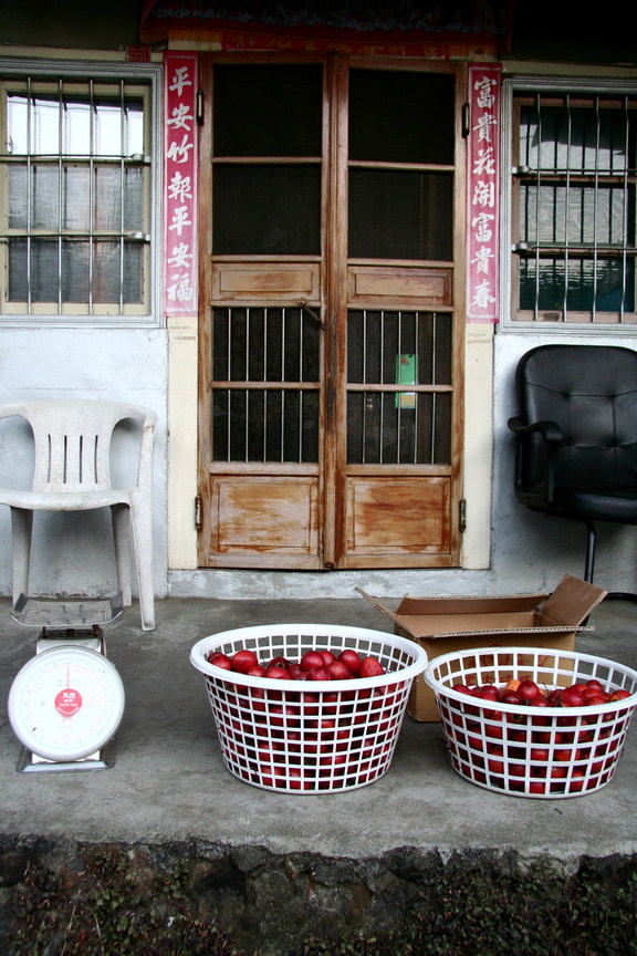 嘉義縣竹崎鄉－樹蕃茄的滋味