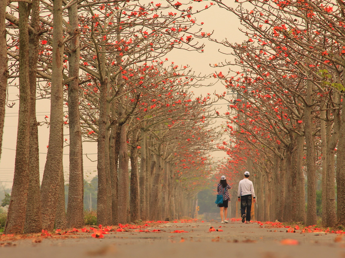 台南市白河區-木棉花道