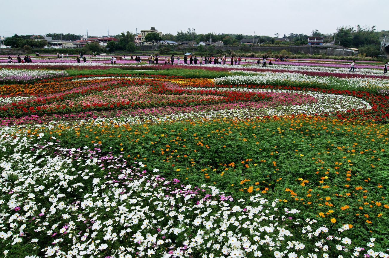 苗栗縣通霄鎮-花海