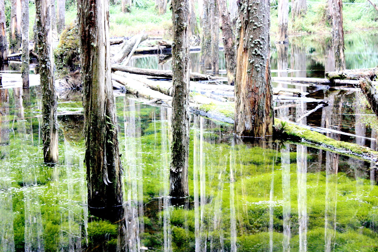 南投縣鹿谷鄉--忘憂森林