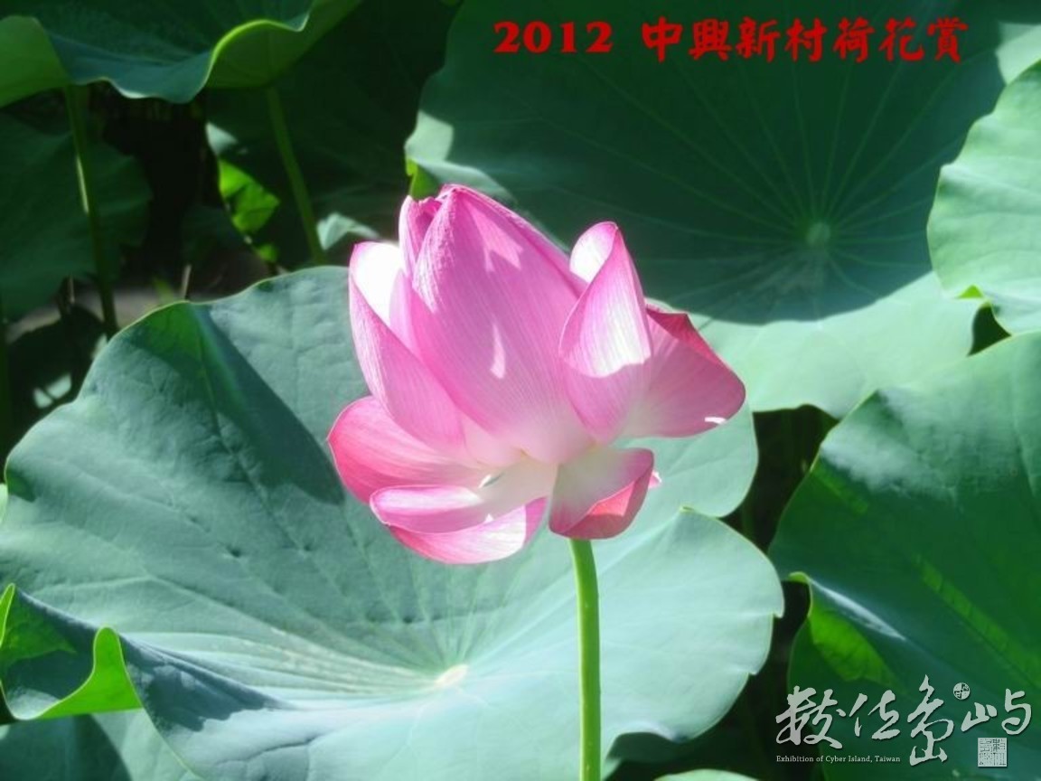 2012中興新村荷花賞