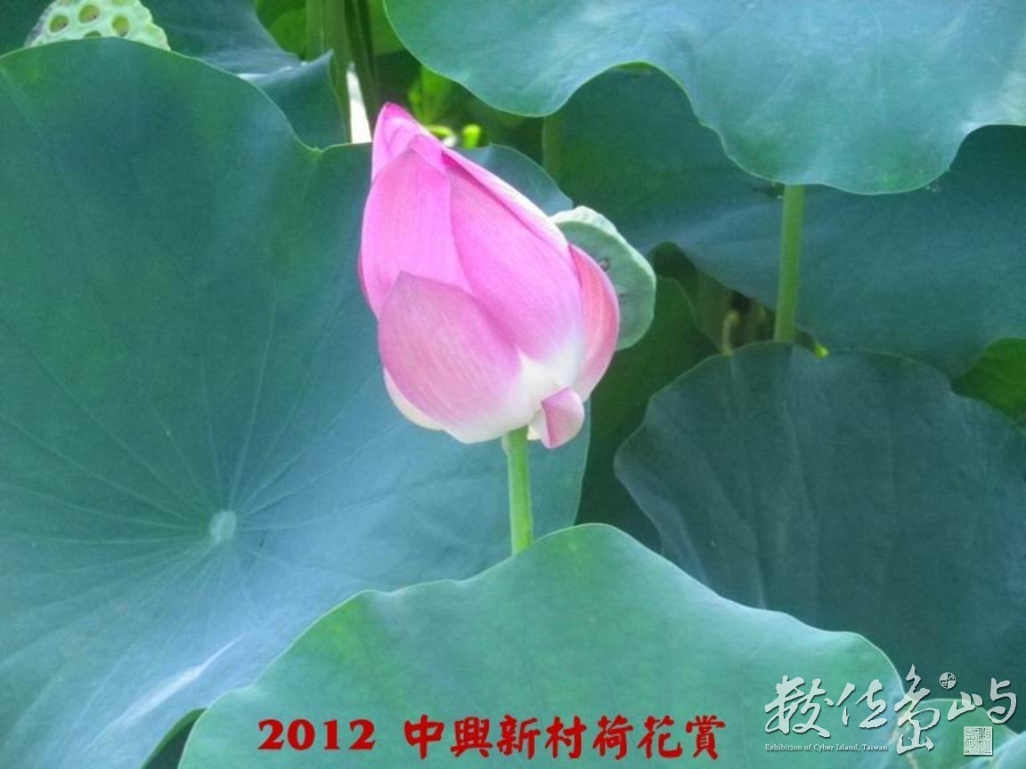 2012中興新村荷花賞