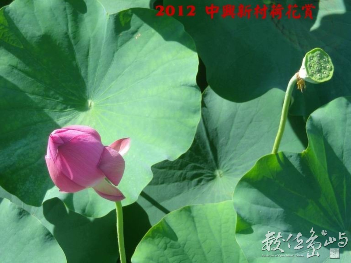 2012中興新村荷花賞