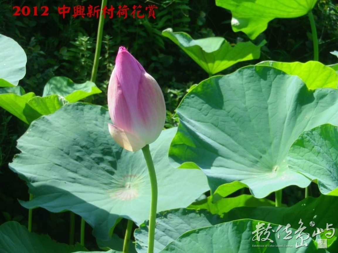 2012中興新村荷花賞