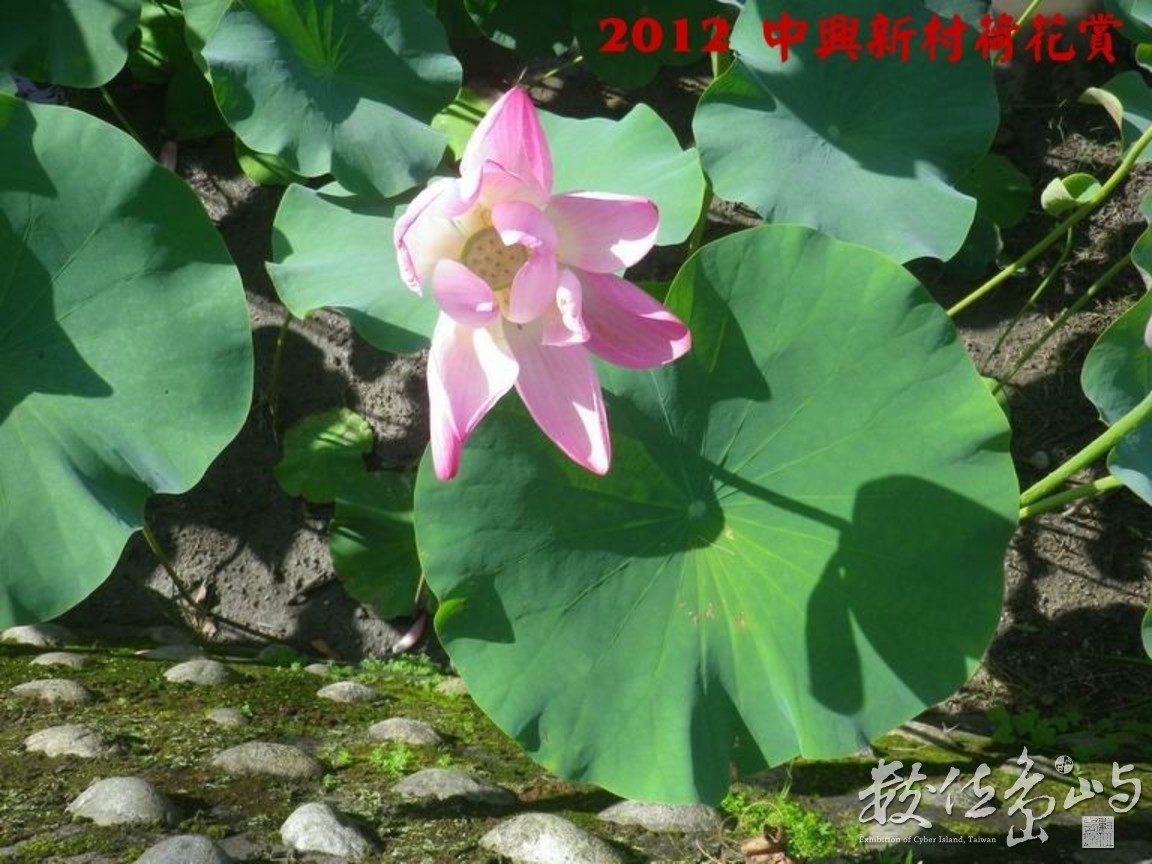 2012中興新村荷花賞