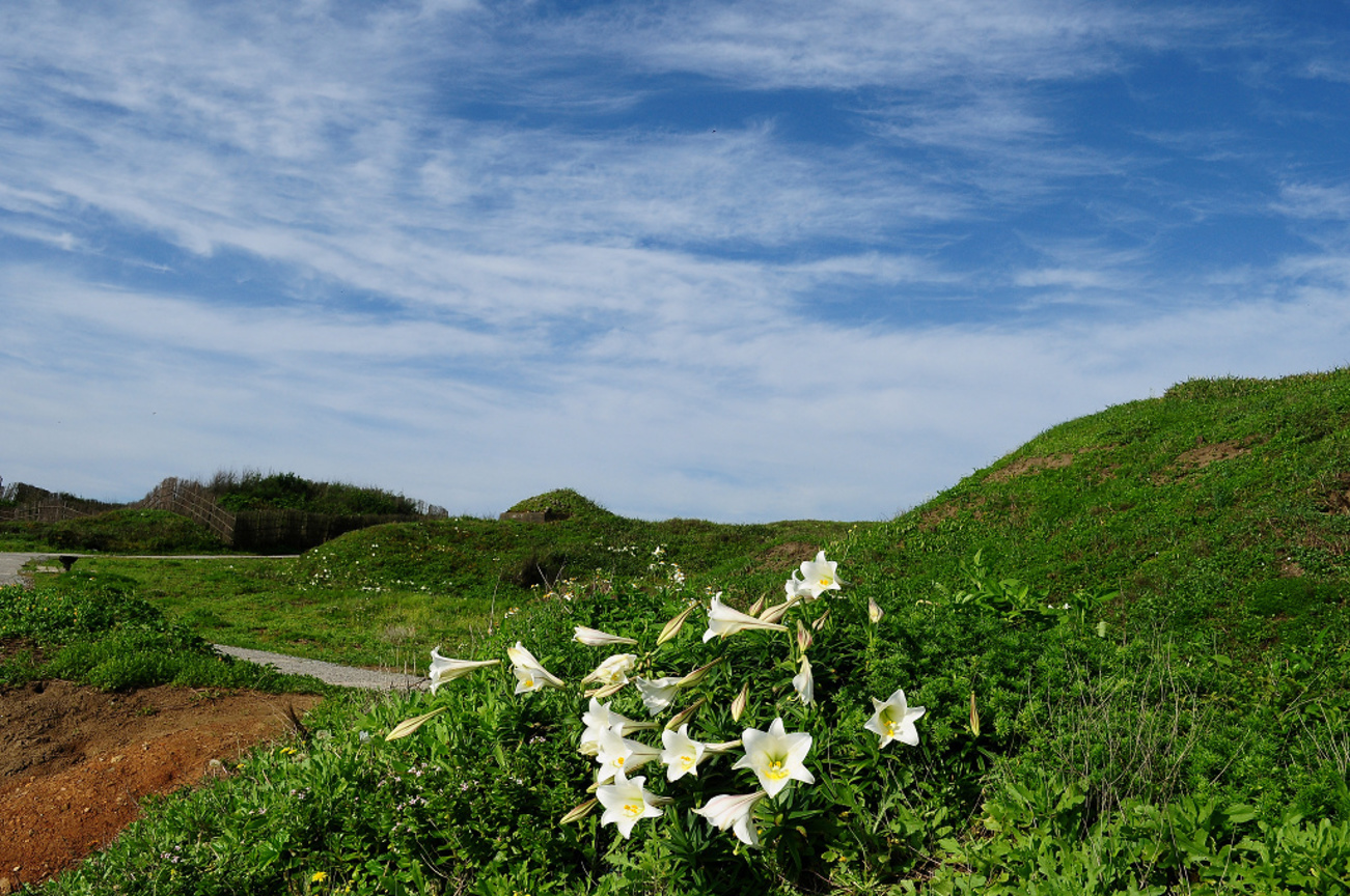 新北市石門區--野百合