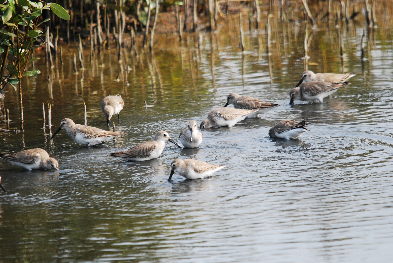 潮間帶生態-田鷸群