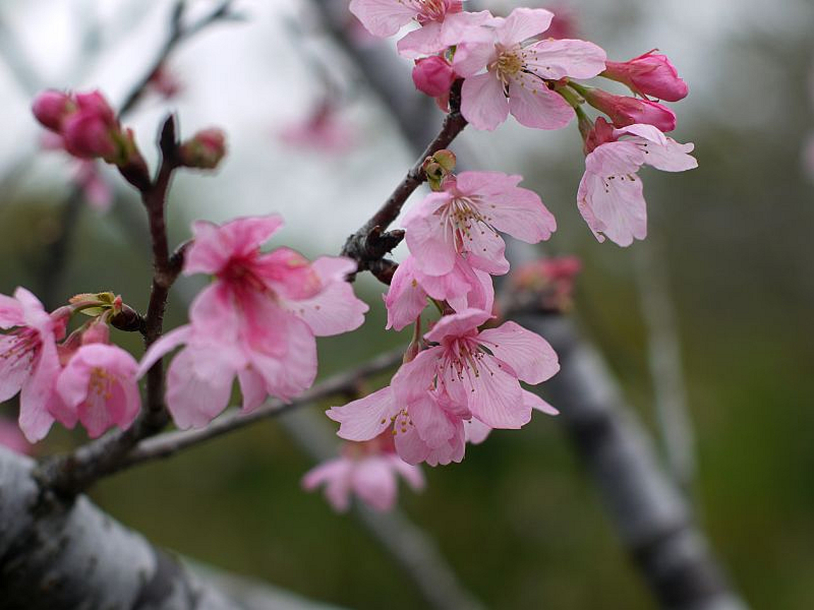 山櫻花(昭和櫻1)