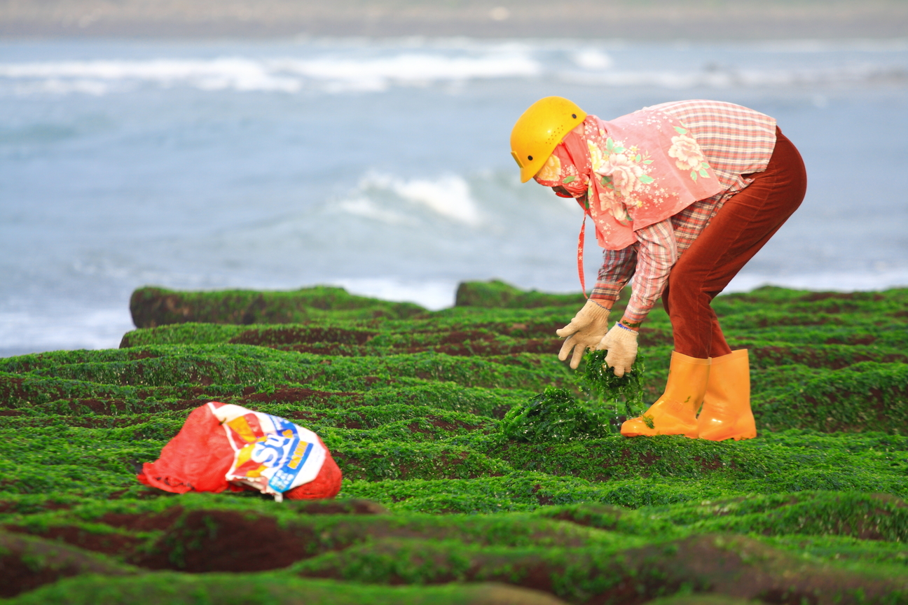 03_挽海菜的老嫗